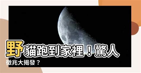 野貓跑到家裡|【野貓跑到家裡】野貓跑到家裡！驚人徵兆大揭發？